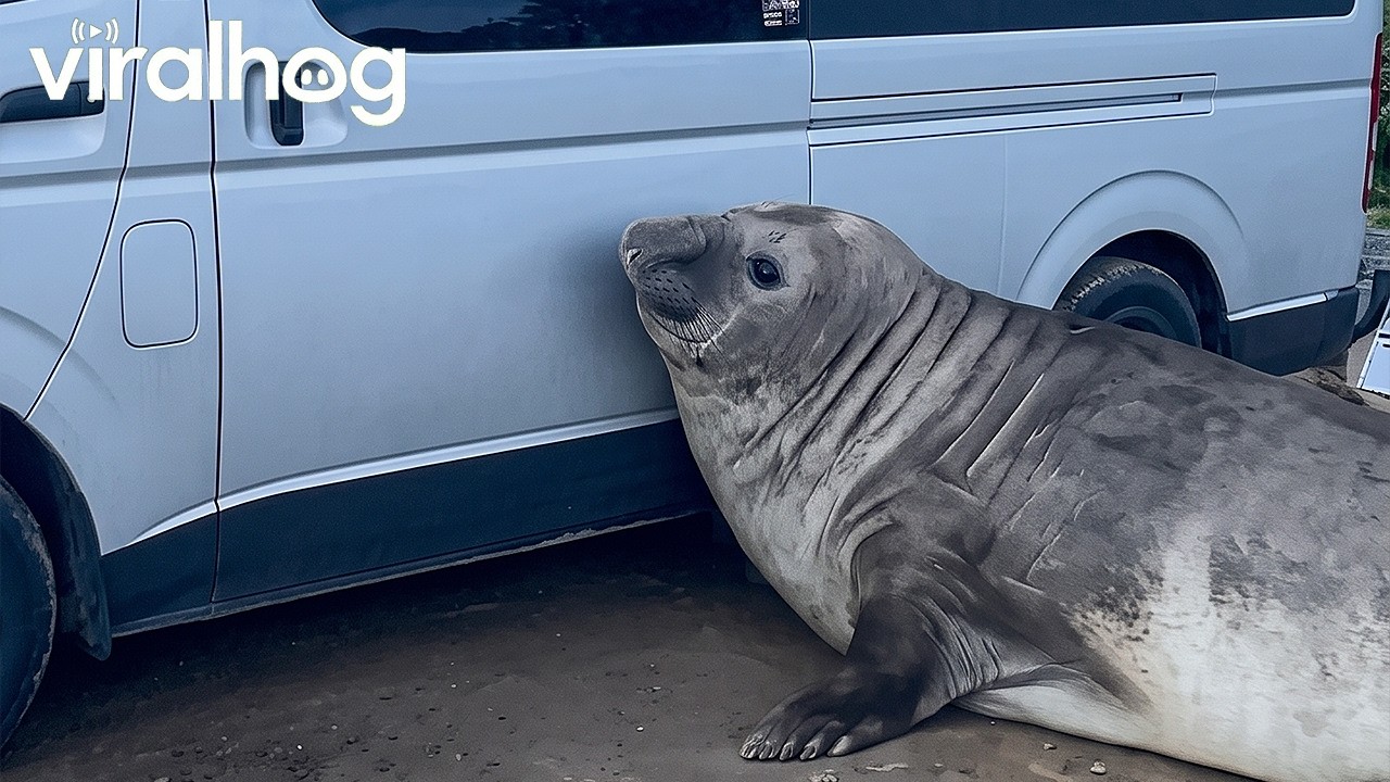 Neil The Seal Vs. Parked Car || ViralHog