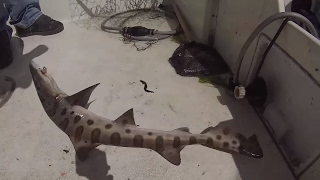 preview picture of video 'Leopard Shark Fishing In Morro Bay. In HD'