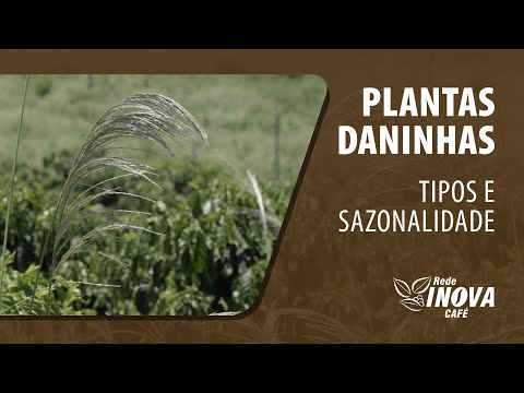 Plantas Daninhas – Tipos e Sazonalidade