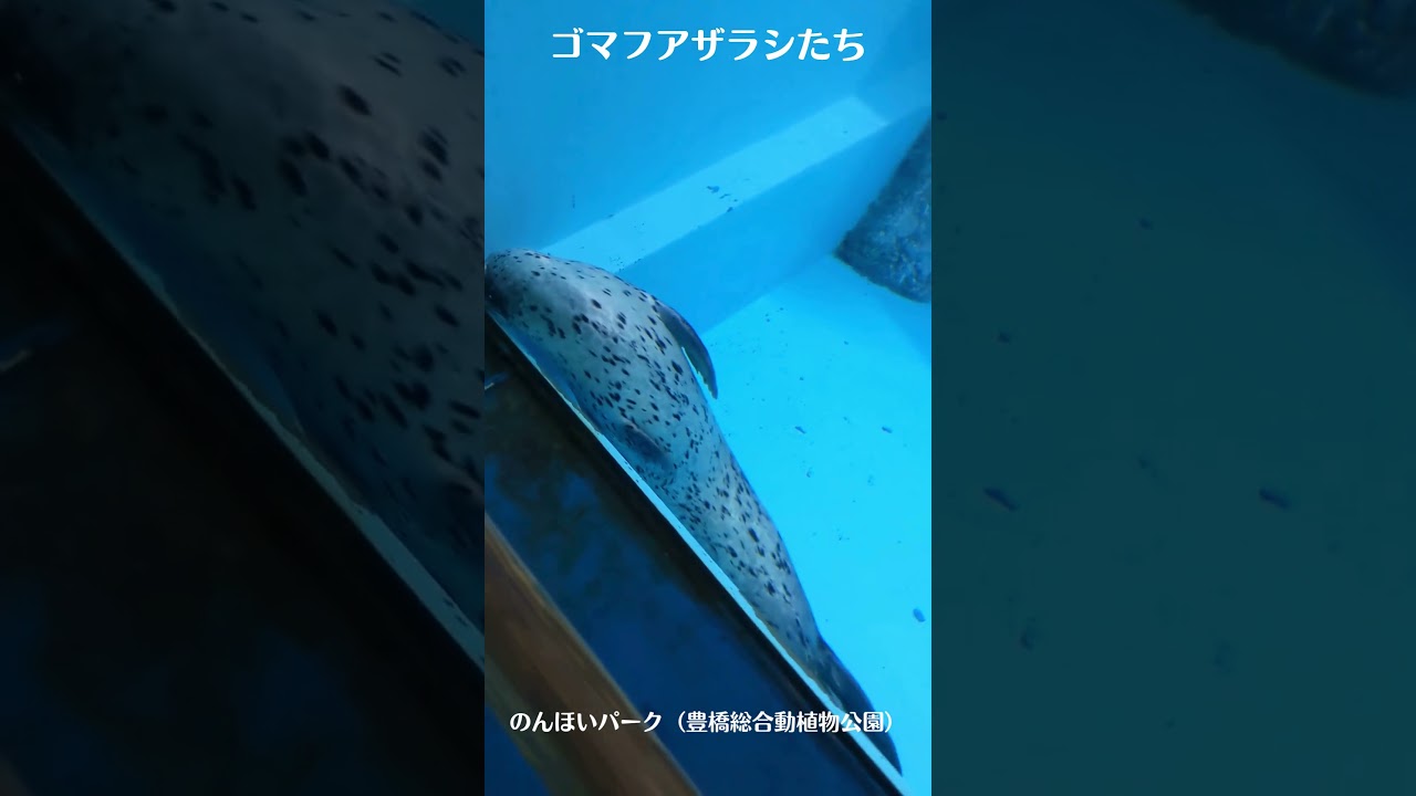 いい夢みれてるかな？ #shorts #もなか #ゴマフアザラシ #SpottedSeal #のんほいパーク #豊橋総合動植物公園 #豊橋 #愛知 #zoo #animal
