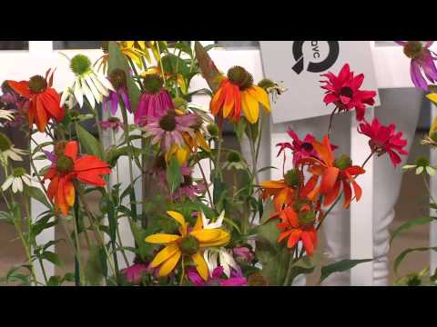 Roberta's 6-pc. Color Full Cheyenne Spirit Echinacea with Stacey Stauffer