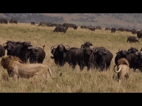 4 male lions vs buffaloes herd attack video 