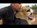 Saying Goodbye To Amy The Lion Whisperer