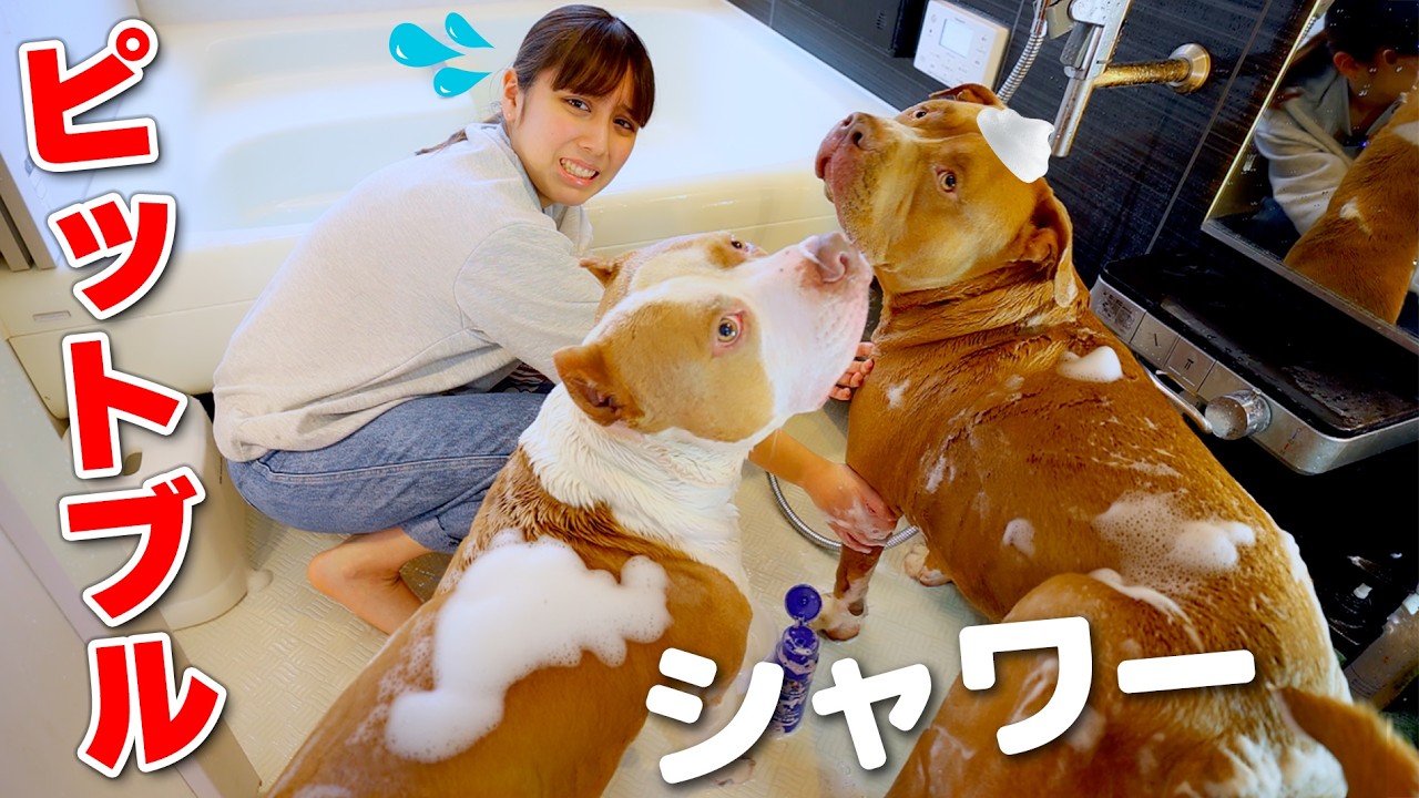 ロッキーたちを半年ぶりに洗う！暴れて大変？！臭すぎる💦【アメリカンピットブル】