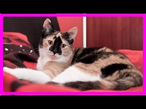 YouTube video about: How to keep a kitten off your bed?