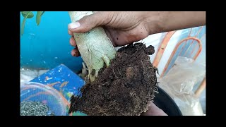 Replantei a Rosa do deserto em um dia frio  mas como foi que eu fiz?