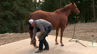 Tips to Handle Your Horse's Feet - Your Farrier will Thank YOU!