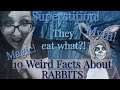 10 Very Weird RABBIT Facts Superstitions Lore Trivia