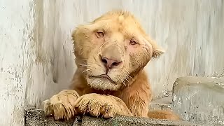 3年間監禁されていたライオン。救出された彼は、誰も予想していなかった行動に出ました。