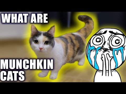 MUNCHKIN CATS | THE CUTEST MOST CONTROVERSIAL CATS?