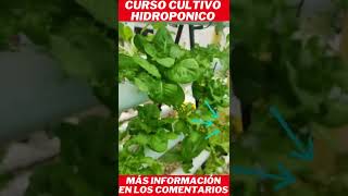 lechuga hidroponica cultivo de lechuga en hidroponia #shorts