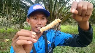 Download lagu Mancing ikan patin yang susah makan. Di danau. Rawa. Gunakan umpan jitu ini mp3