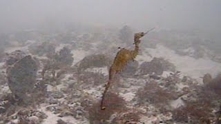 Ruby Seadragon First Glimpse in Wild