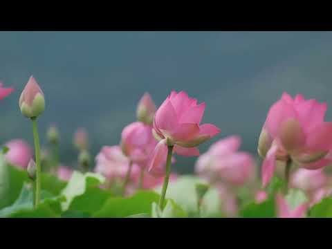 Relaxing Wind Flow | Nature Shorts