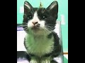 Cutest Tuxedo Cat Oreo Meowing