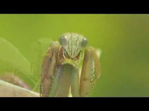 マクロレンズでオオカマキリ