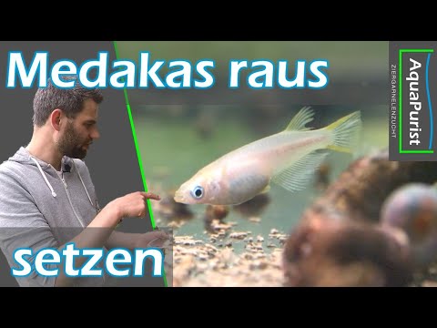 Medakas kommen wieder raus - Familienzusammenführung 2022