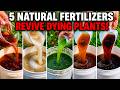 5 Natural Fertilizers That Bring Dying Plants Back to Life (What Actually Works) DEFAULT Thumbnail