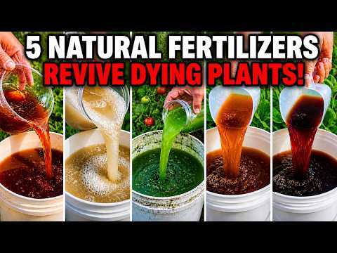 5 Natural Fertilizers That Bring Dying Plants Back to Life (What Actually Works)