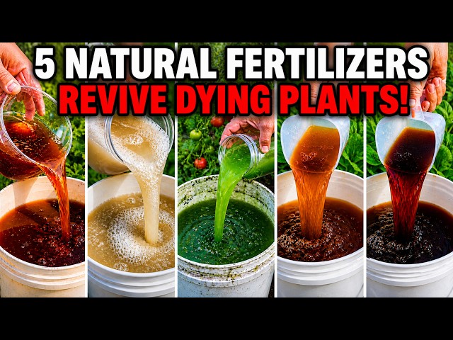 5 Natural Fertilizers That Bring Dying Plants Back to Life (What Actually Works) SDDEFAULT Thumbnail