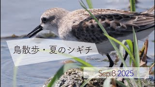 鳥散歩　夏のシギチ ＠茨城