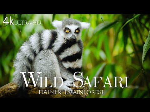 Exploring the Heart of the World's Oldest Daintree Rainforest | Wild Safari @NatGeo @AaronsAnimals