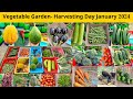 Vegetable Garden Harvesting Day Jan 2024 Harvesting Fruits Vegetables India Terrace Gardening
