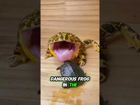 This Is The Most Dangerous Frog In The World