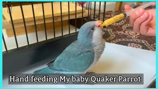 How to Feed a Baby Parrot | Feeding Baby  Quaker Parrot 🦜