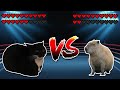 Maxwell Cat Vs Capybara Meme Battle
