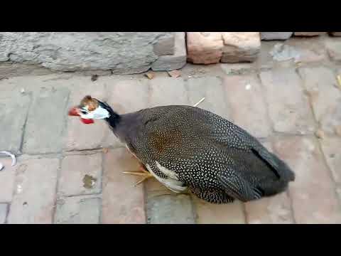 Guinea ny cooko sy friendship ni ki