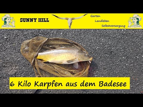 Endlich wieder angeln. Karpfen aus dem Badesee. Erfolgreich angeln in Hessen.