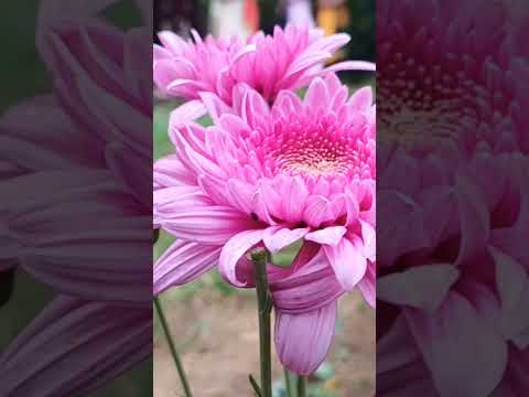 Nature ❤️ #viral