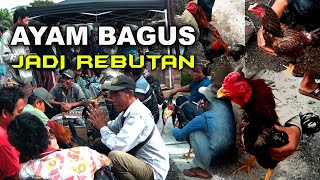 Download lagu Bangkok Chicken Market, Lots of Good Chickens, Low Prices, Luxury Quality, All Kinds of Chickens ... mp3 Download lagu Bangkok Chicken Market, Lots of Good Chickens, Low Prices, Luxury Quality, All Kinds of Chickens ... mp3