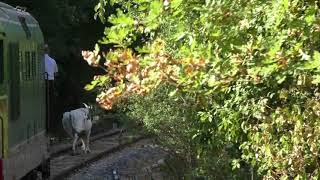 una-mucca-sui-binari-al-passaggio-del-treno-storico