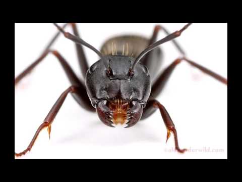 DJ BigAnt Presents Members Of Mayday vs Masters Of Ceremonies - Pied Piper At The Love Parade