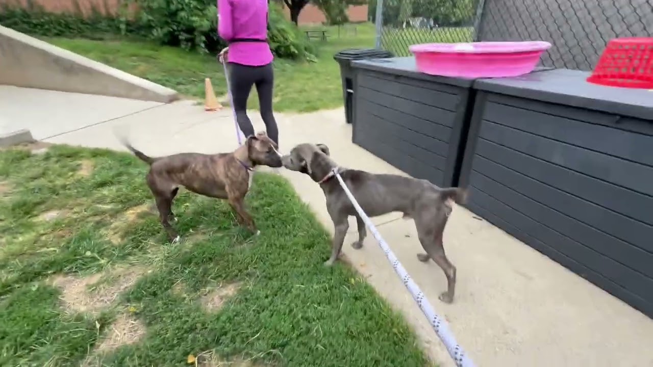 Ahoy's Leash Test
