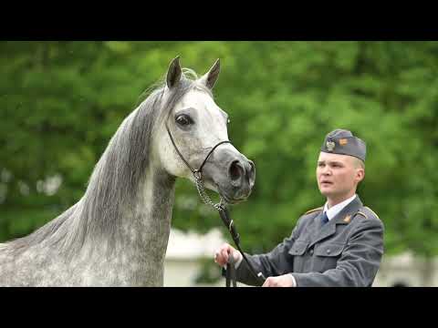 𝐏𝐀𝐋𝐈𝐀𝐃𝐀 (𝐄𝐤𝐬𝐭𝐞𝐫𝐧 𝐱 𝐏𝐨𝐥𝐥𝐢𝐧𝐚, 𝐛𝐲 𝐎𝐦 𝐄𝐥 𝐁𝐞𝐥𝐢𝐬𝐬𝐢𝐦𝐨), 𝟐𝟎𝟏𝟕 𝐌𝐚𝐫𝐞 - PRIDE OF POLAND 2023, Summer Sale