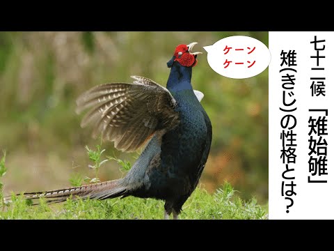 キジについて詳しく解説