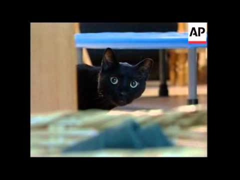 Owner told to keep black cat inside to avoid frightening neighbours