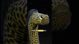 😯Eels Biting Each Other? -Garden Eels #shorts