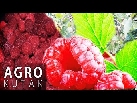 Agro kutak - Maline: Prijeti li im teška utrka na svjetskom tržištu? - 07.03.2017.