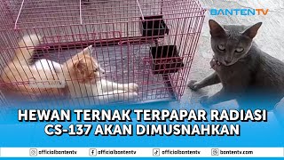 HEWAN TERNAK TERPAPAR RADIASI CS-137 AKAN DIMUSNAHKAN