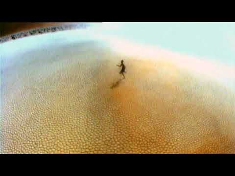 Marco Beacco  Manu Katché "Tokoto Ko Barillo"