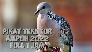 Download lagu PIKAT TERBARU TEKUKUR.   COCOK BUAT NYANGGONG. DURASI PULL 1 JAM mp3