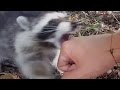 When Animals Attack Humans PART 1 Raccoon Edition Funny Animal Compilation