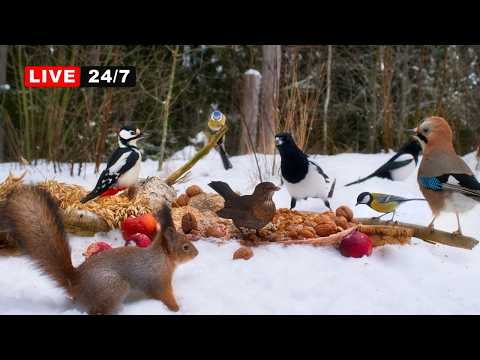 🔴24/7 LIVE CAT TV NO ADS😺 Squirrels vs Magpies Blackbirds Jays & Little Birds Everywhere