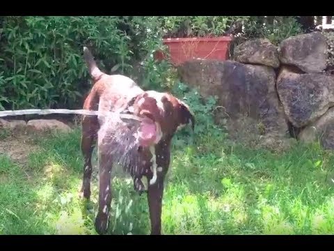 Hunde und Wasser sie spielen mit Wasserschlauch,Jagen nach dem Wasser