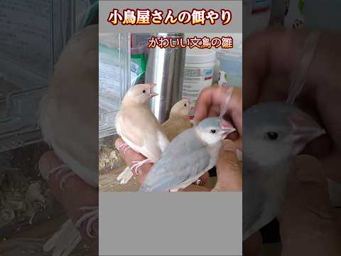野鳥への餌やりはいつやめるべきですか?春のお手入れ方法は？  庭園