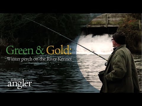 Green & Gold: winter perch on the River Kennet.